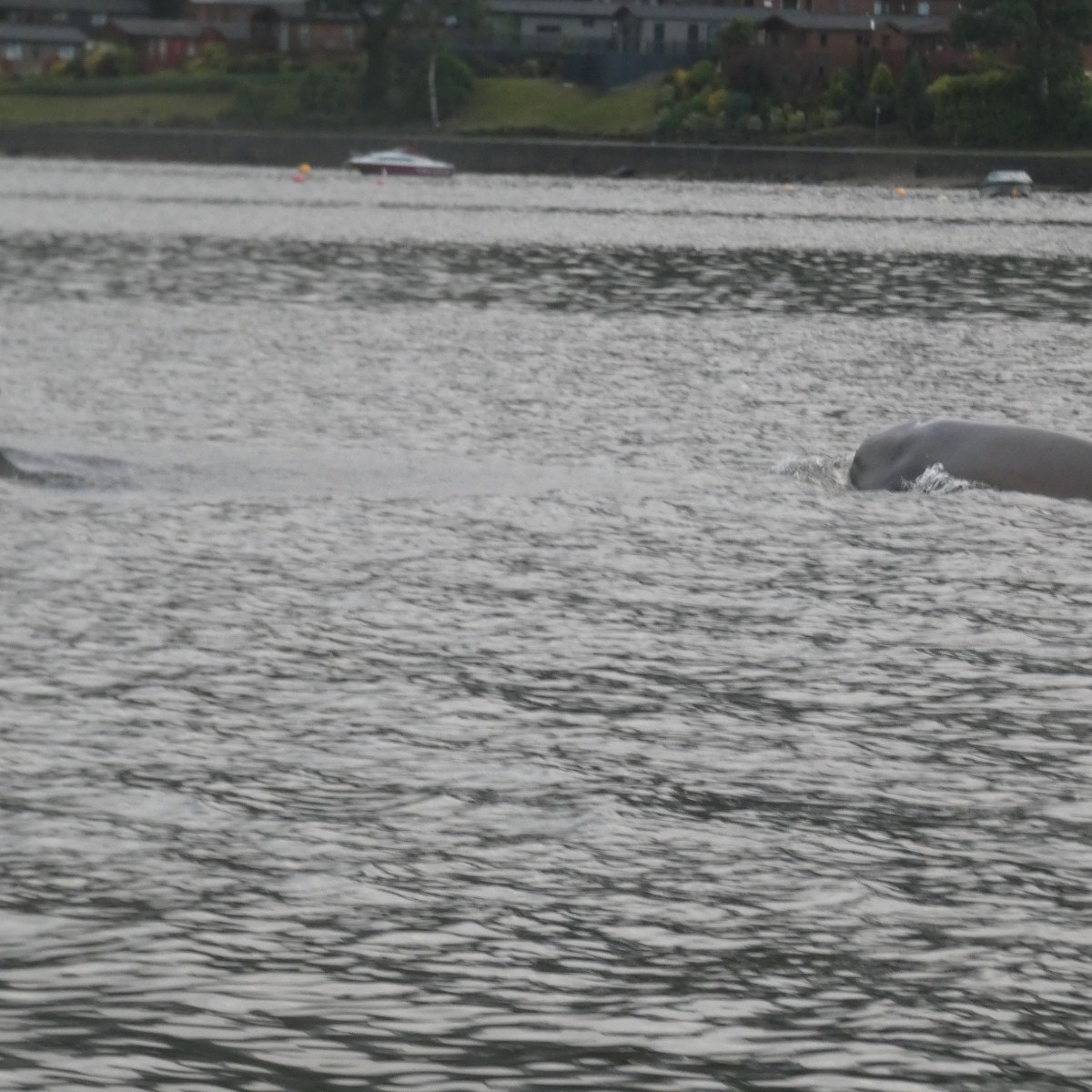 Two dolphins swimming near the surface of a calm body of water.