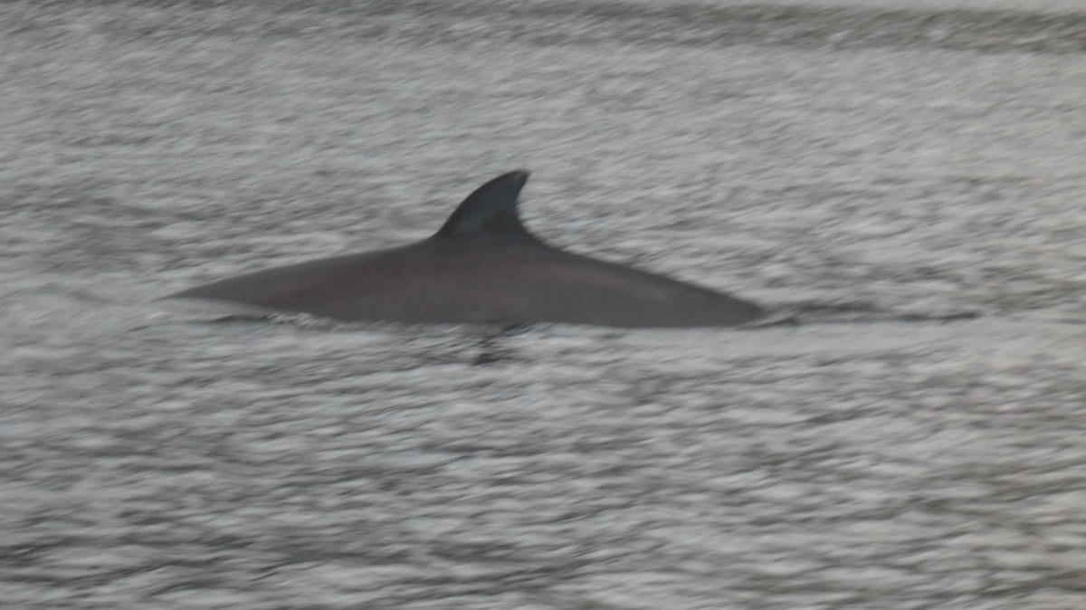 A large fin of a whale surfacing in a body of water.