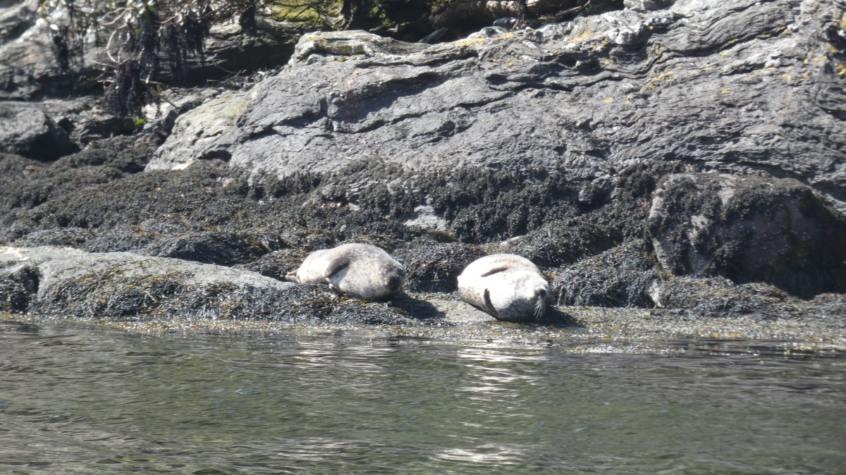 Two seals resting on a rocky shoreline by the water.