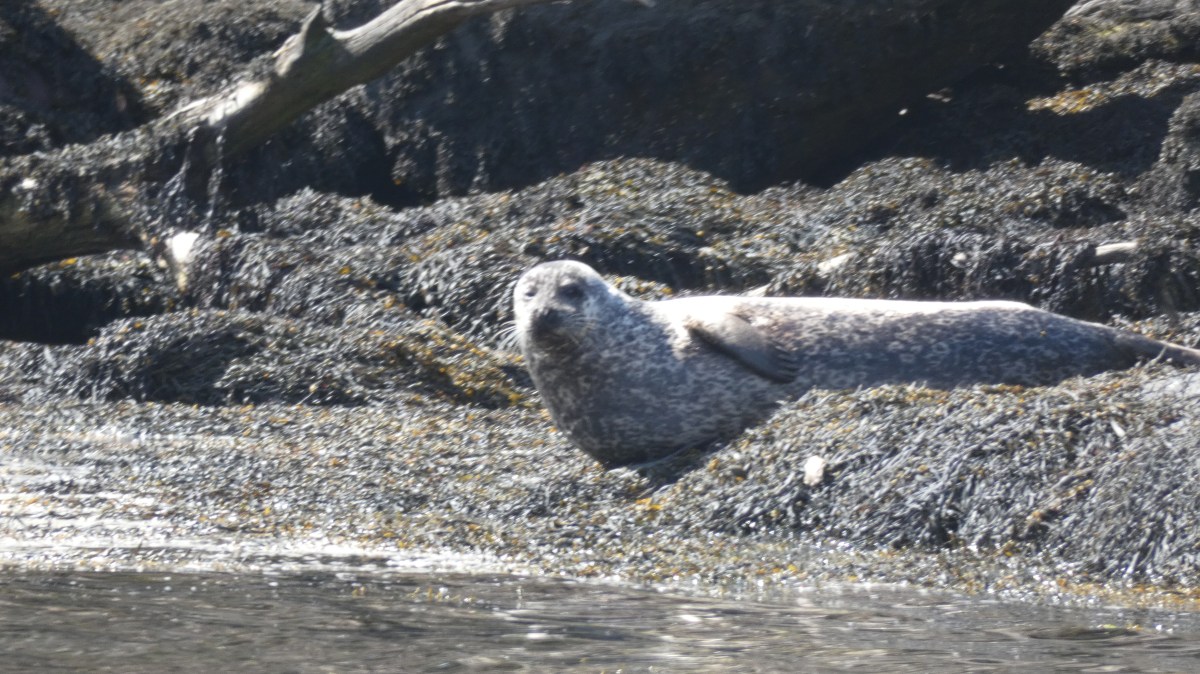 Harbor seal resting on rocky shoreline near water.