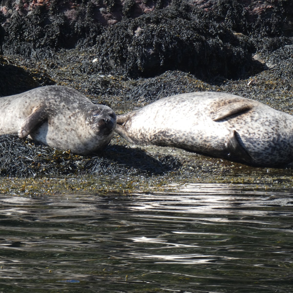 Two seals resting on a rocky shore by the water.