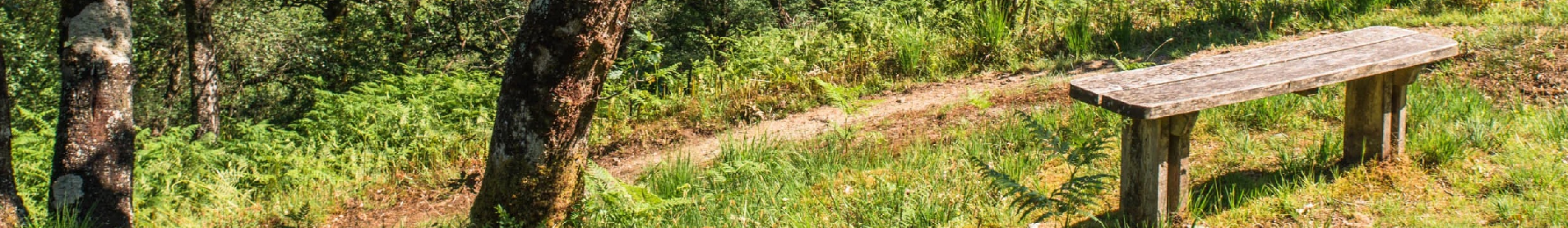 Wooden bench by a grassy path in a forested area.