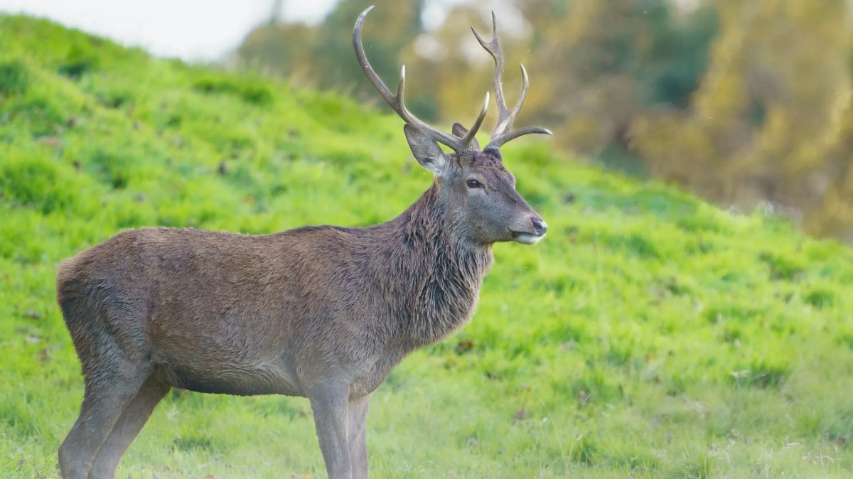 Deer with antlers standing on a grassy hill.