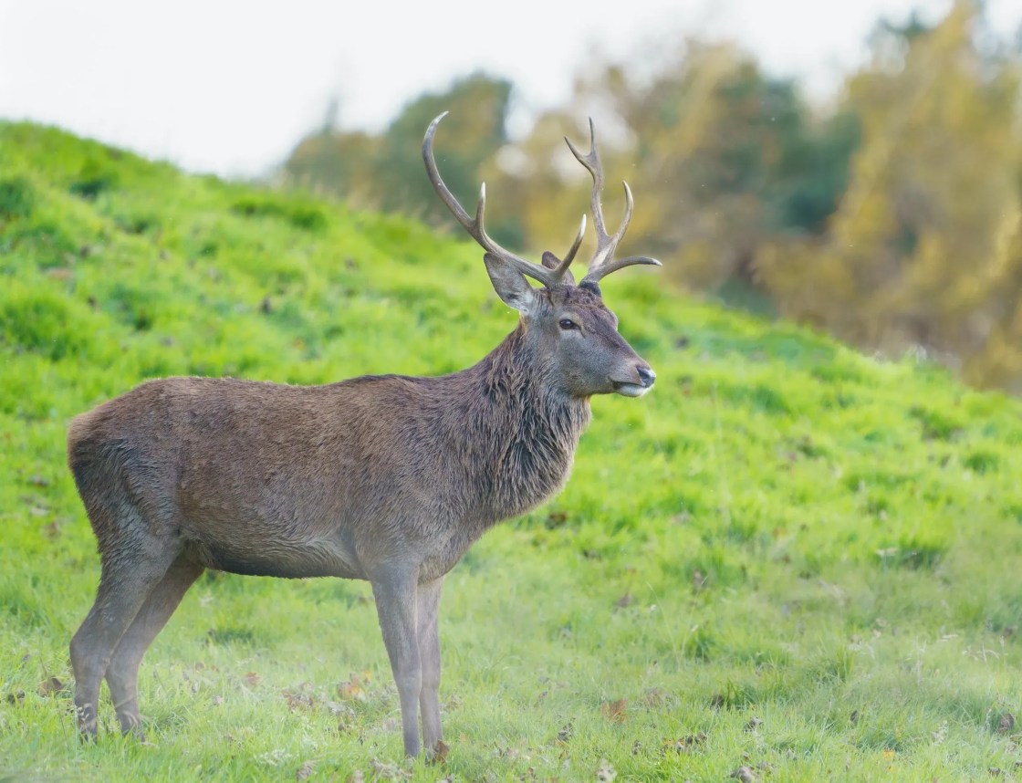 Deer with antlers standing on a grassy hill.